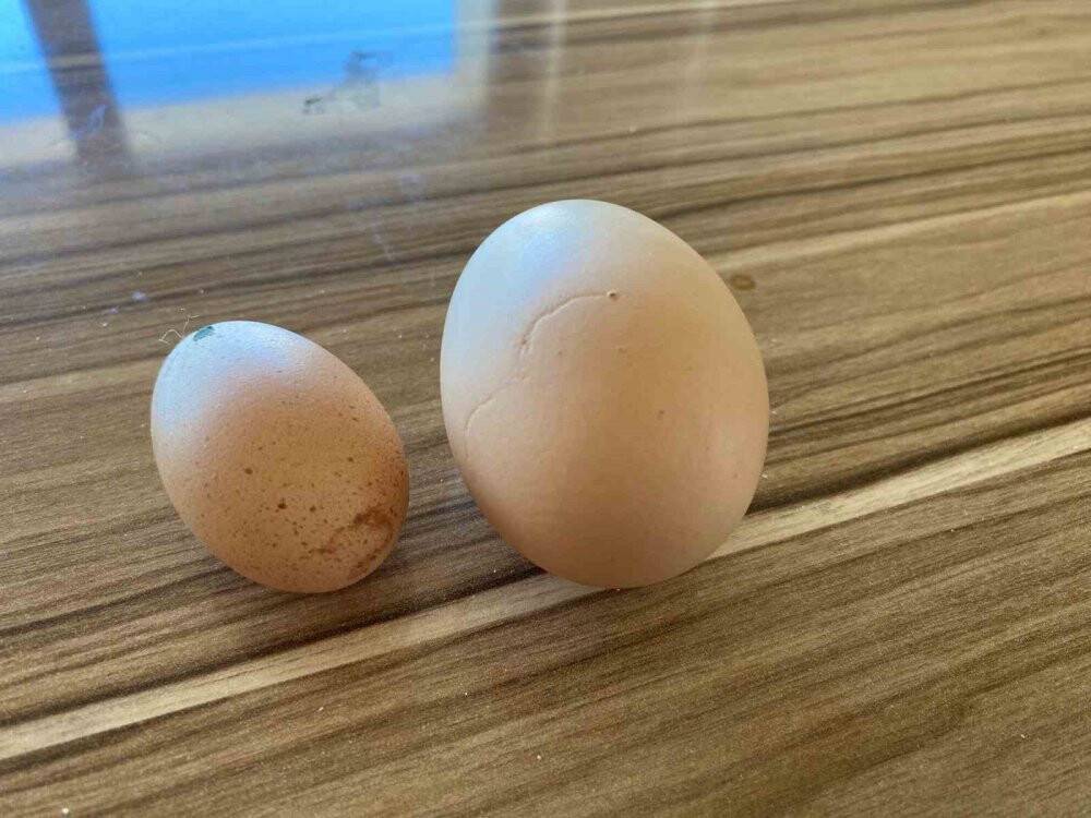 Tavuğun yaptığı mini yumurta şaşırttı