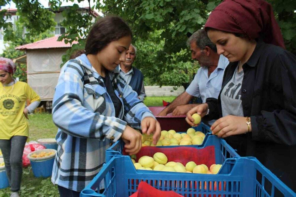 Sarı altının hasadı başladı