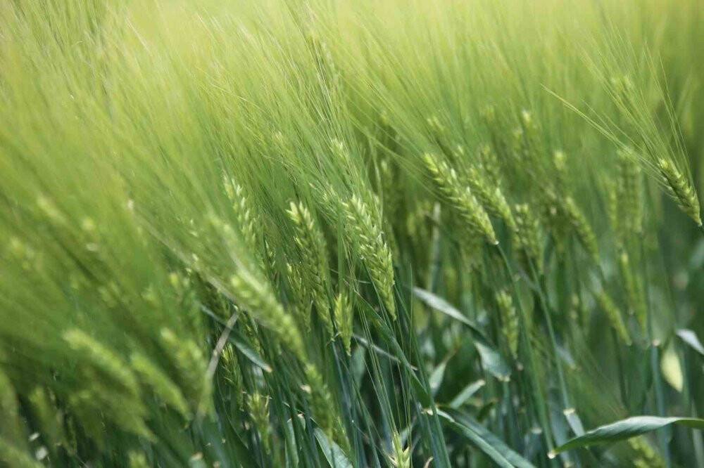 Hasat sezonu yaklaşırken uzmanından Konyalı çiftçilere ürün satış uyarısı!