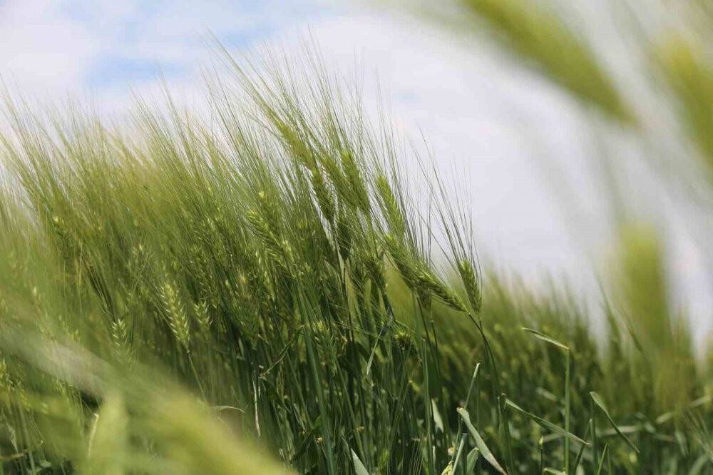 Hasat sezonu yaklaşırken uzmanından Konyalı çiftçilere ürün satış uyarısı!