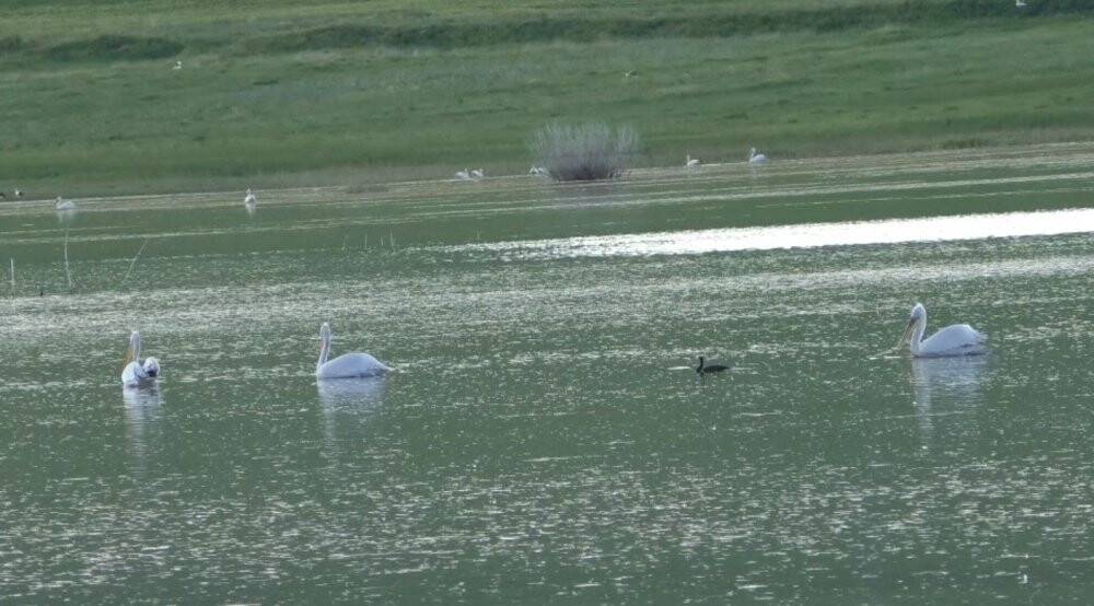 Kars’ta belgeselleri aratmayan görüntüler