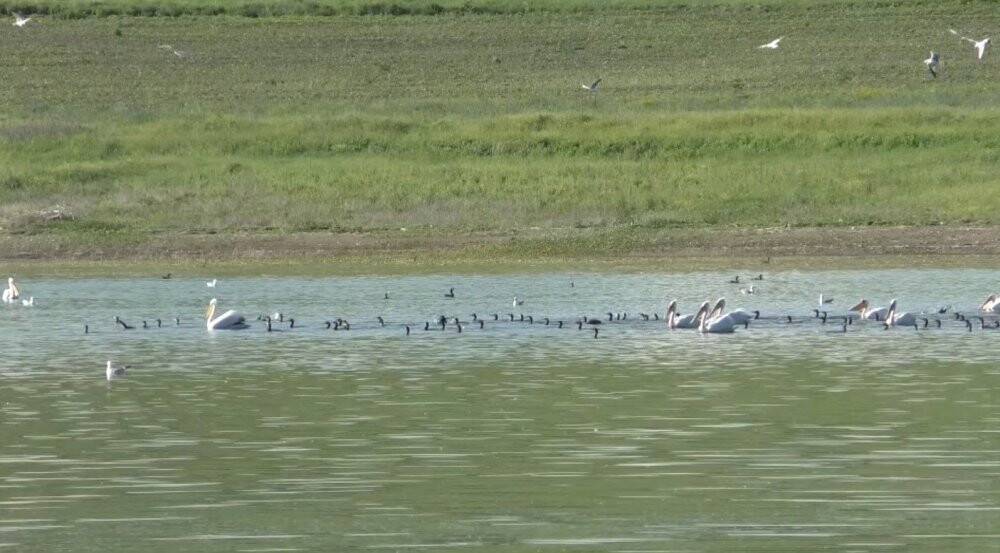 Kars’ta belgeselleri aratmayan görüntüler
