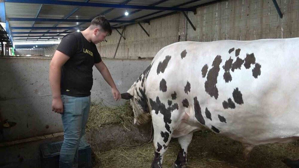 Bursa’nın en ağır büyükbaş kurbanlığı 1 ton 50 kilogram ağırlığı ile “Paşa”