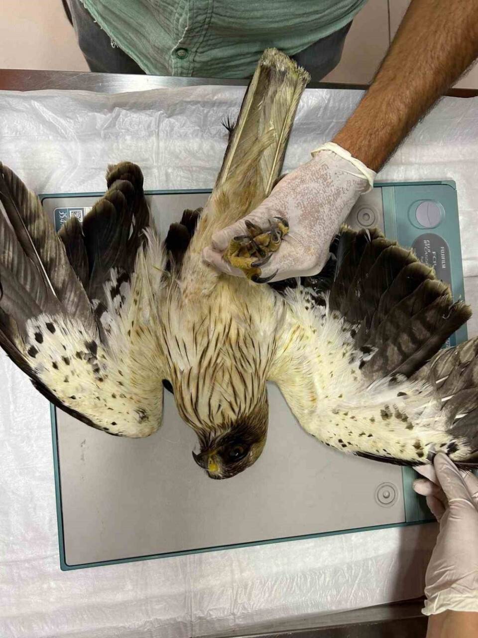 Yaralı yavru ’kızıl şahin’ tedavi altına alındı