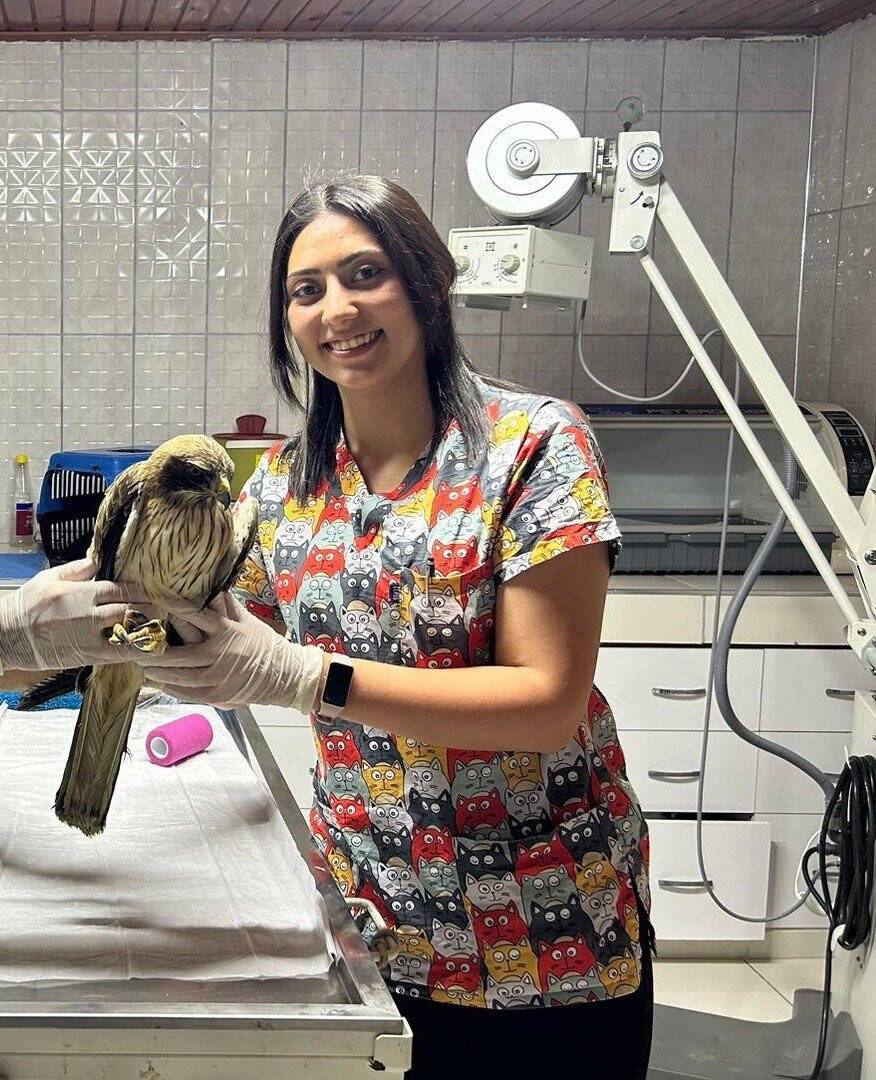 Yaralı yavru ’kızıl şahin’ tedavi altına alındı