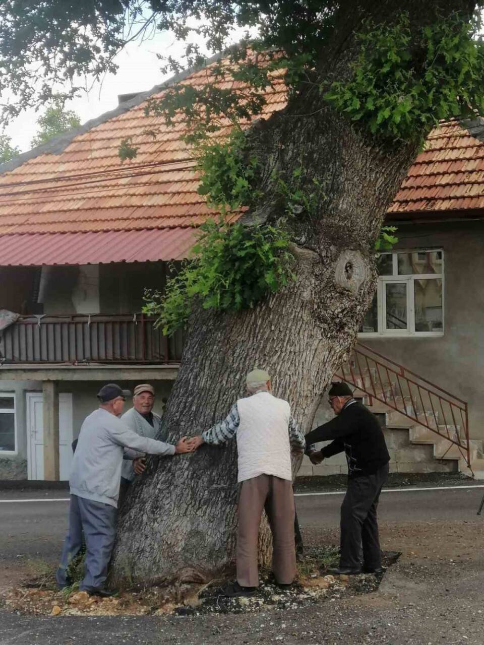 Kesmeye kıyamadıkları 2 asırlık meşe ağacı yol ortasında kaldı