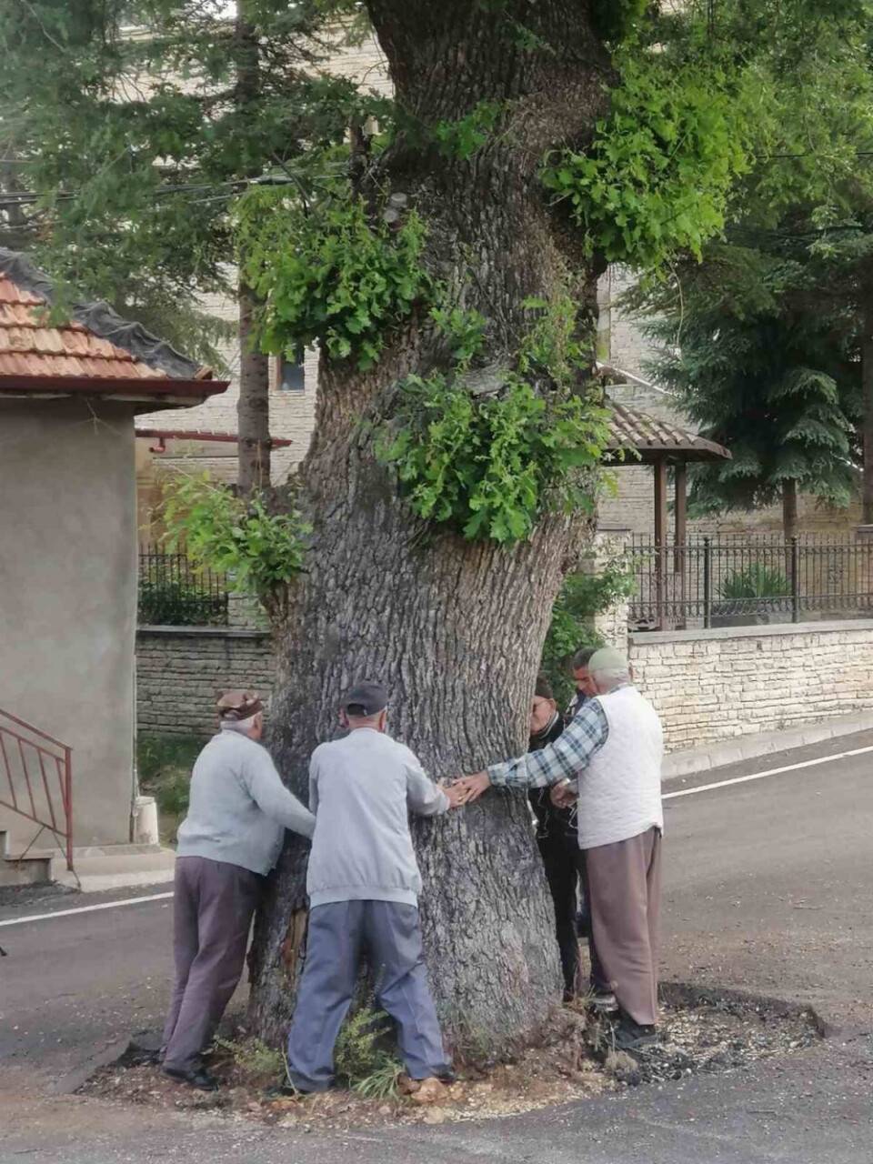 Kesmeye kıyamadıkları 2 asırlık meşe ağacı yol ortasında kaldı