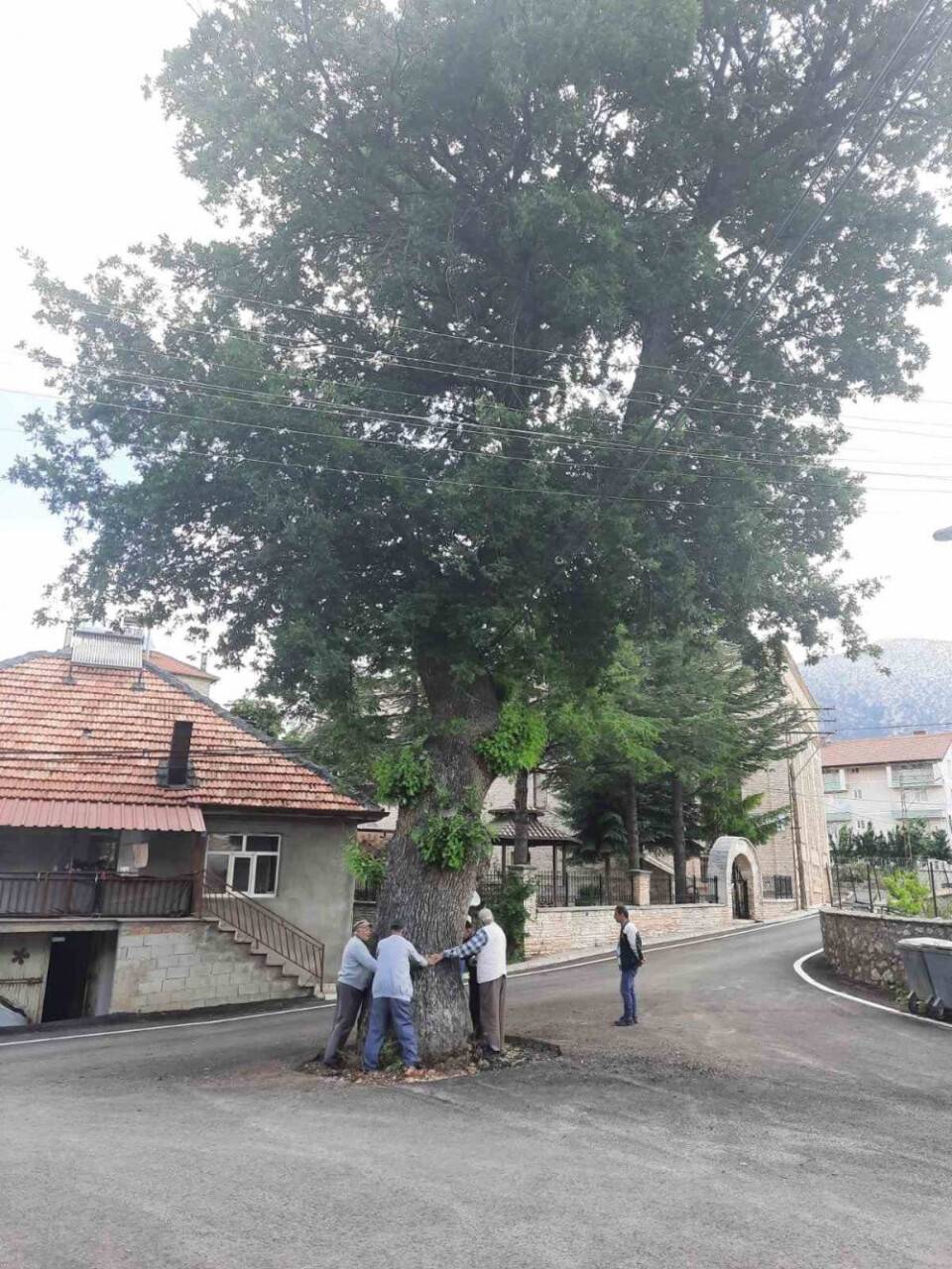 Kesmeye kıyamadıkları 2 asırlık meşe ağacı yol ortasında kaldı