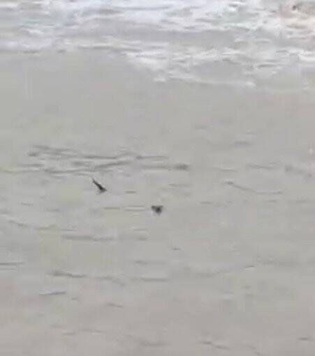 Nesli tehlike altında olan su samuru, Kastamonu’da görüldü