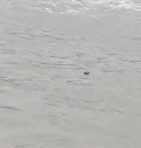 Nesli tehlike altında olan su samuru, Kastamonu’da görüldü