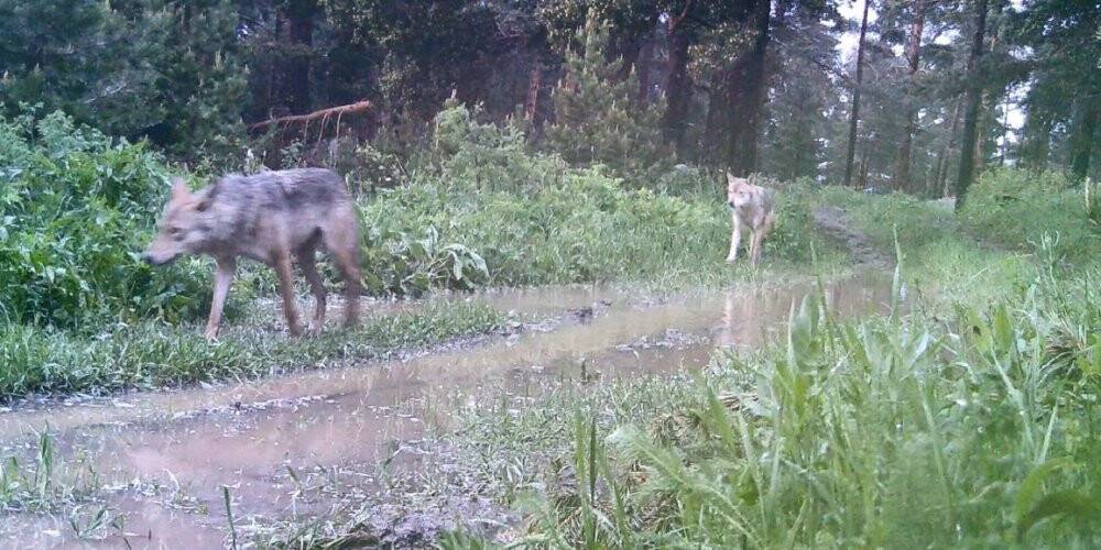 Artvin’de ormanda kurt sürüsü görüntülendi