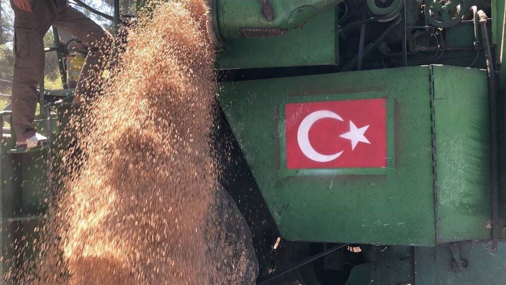 800 rakımlı zorlu arazide son buğday hasadı yapıldı