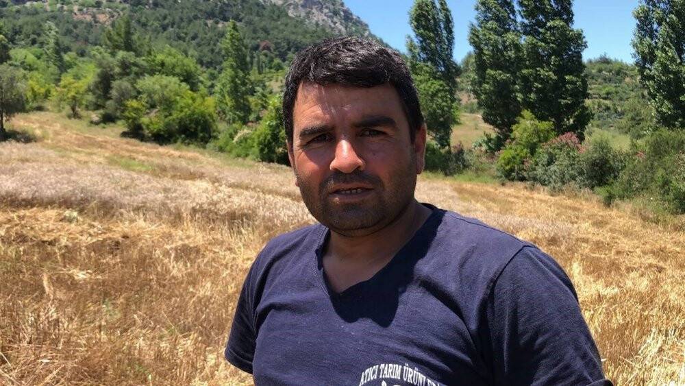 800 rakımlı zorlu arazide son buğday hasadı yapıldı