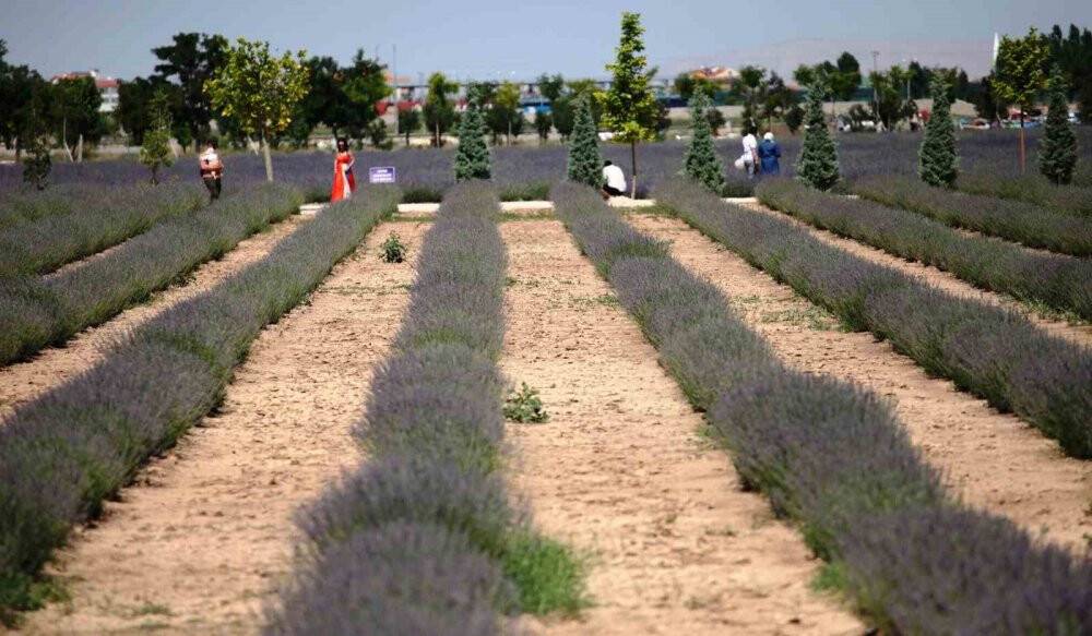 Karatay Lavanta Bahçesi kapılarını ziyaretçilerine açtı