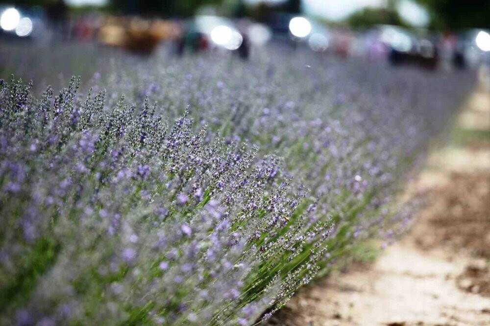 Karatay Lavanta Bahçesi kapılarını ziyaretçilerine açtı