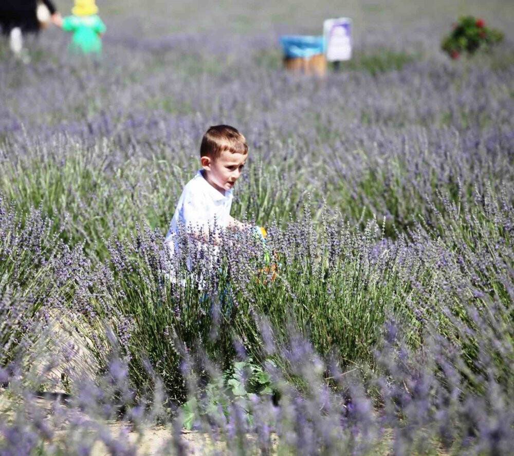 Karatay Lavanta Bahçesi kapılarını ziyaretçilerine açtı