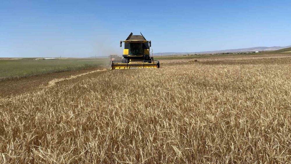 Kulu’da arpa ve buğday hasadı başladı