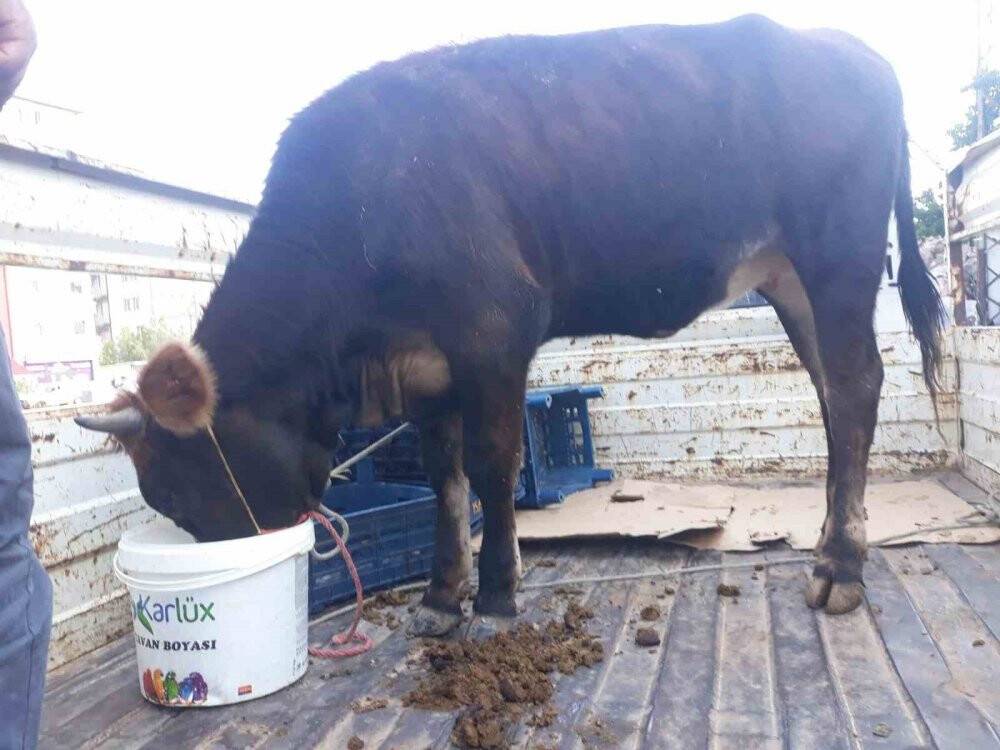 Önce hastalıklı kurbanlık sattılar, sonra tehdit ettiler