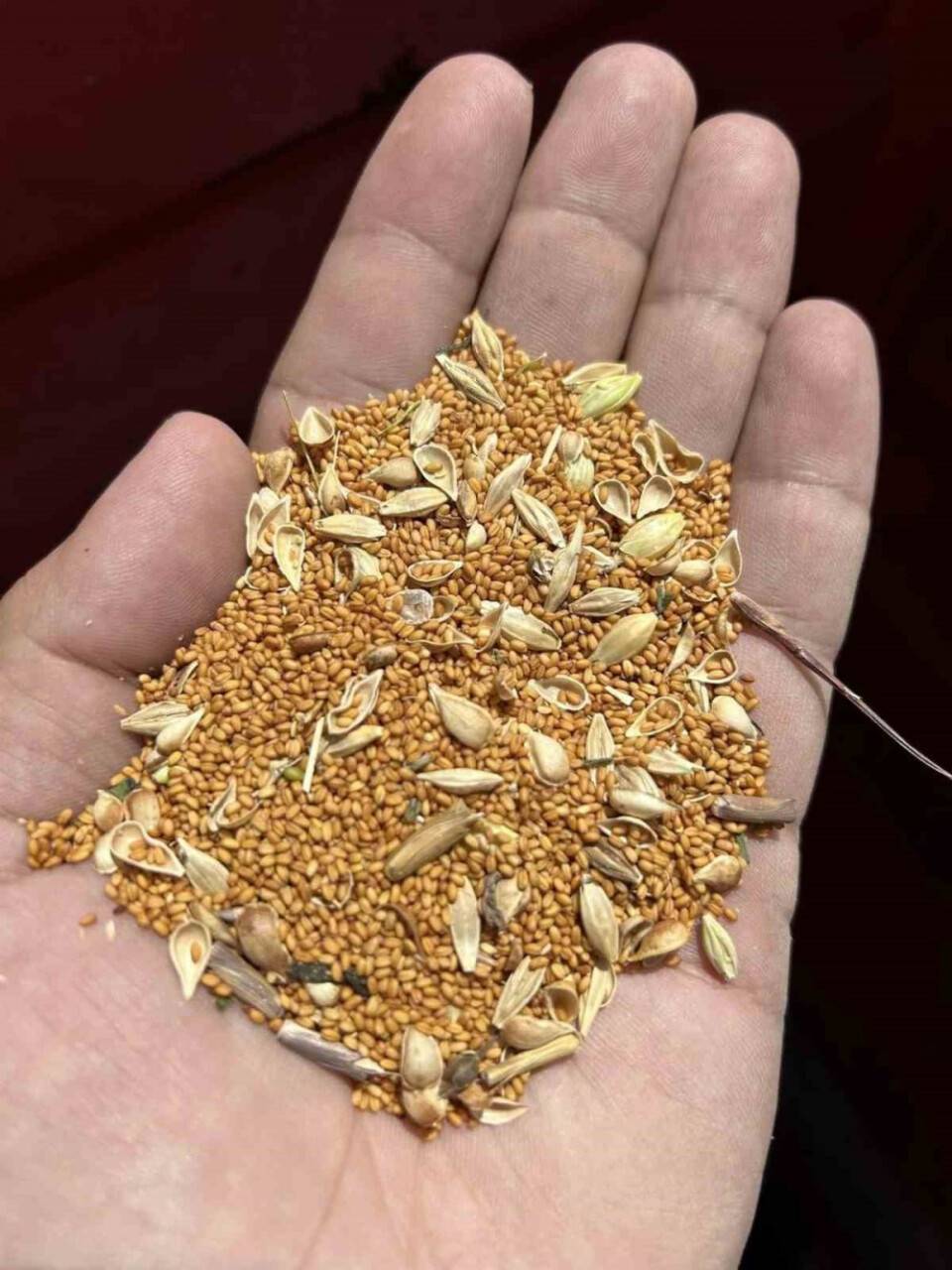 Kulu’da deneme amaçlı ekilen ketencik hasadına başlandı
