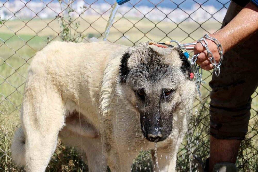 Havalar ısında kangallar bunalıma girmeye başladı
