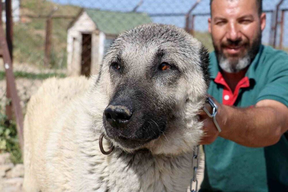 Havalar ısında kangallar bunalıma girmeye başladı