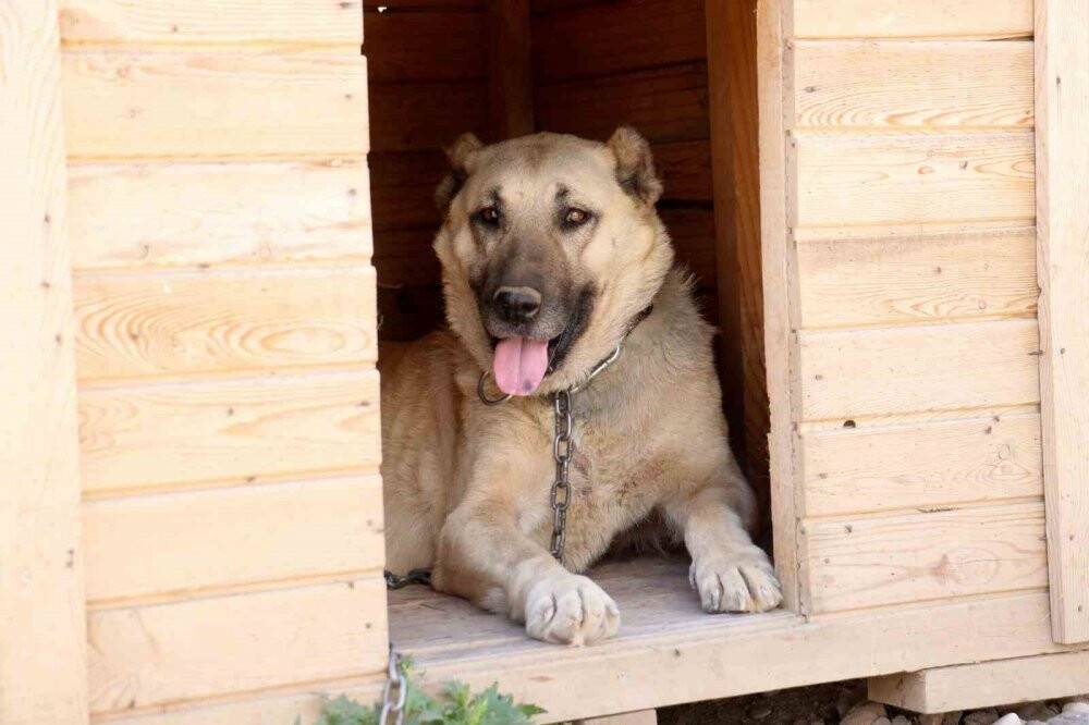 Havalar ısında kangallar bunalıma girmeye başladı