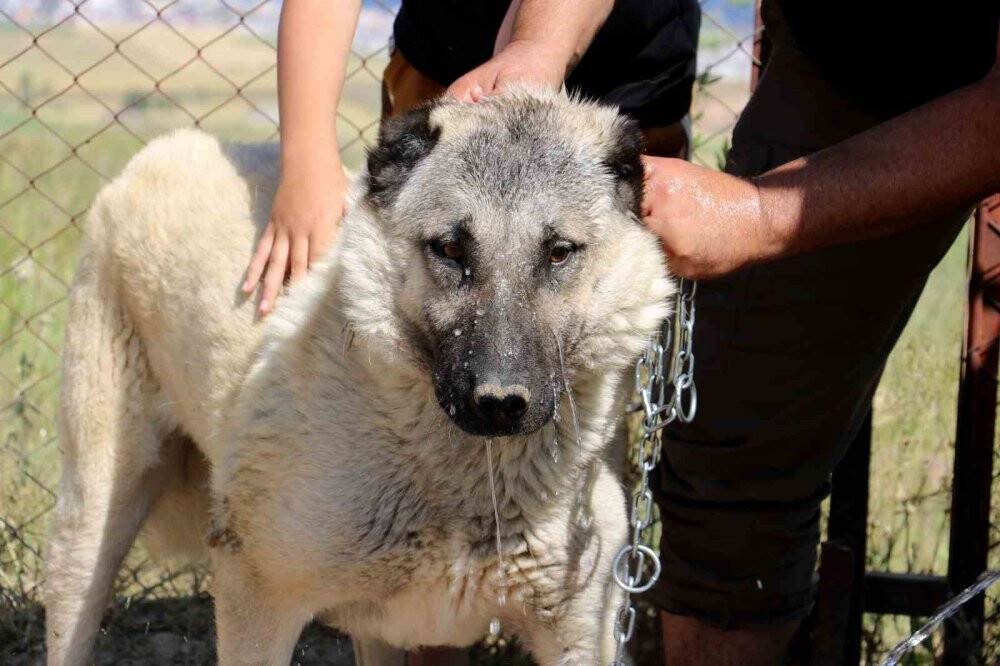Havalar ısında kangallar bunalıma girmeye başladı
