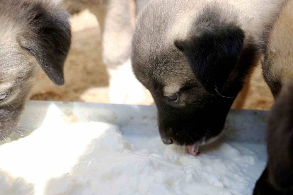Havalar ısında kangallar bunalıma girmeye başladı