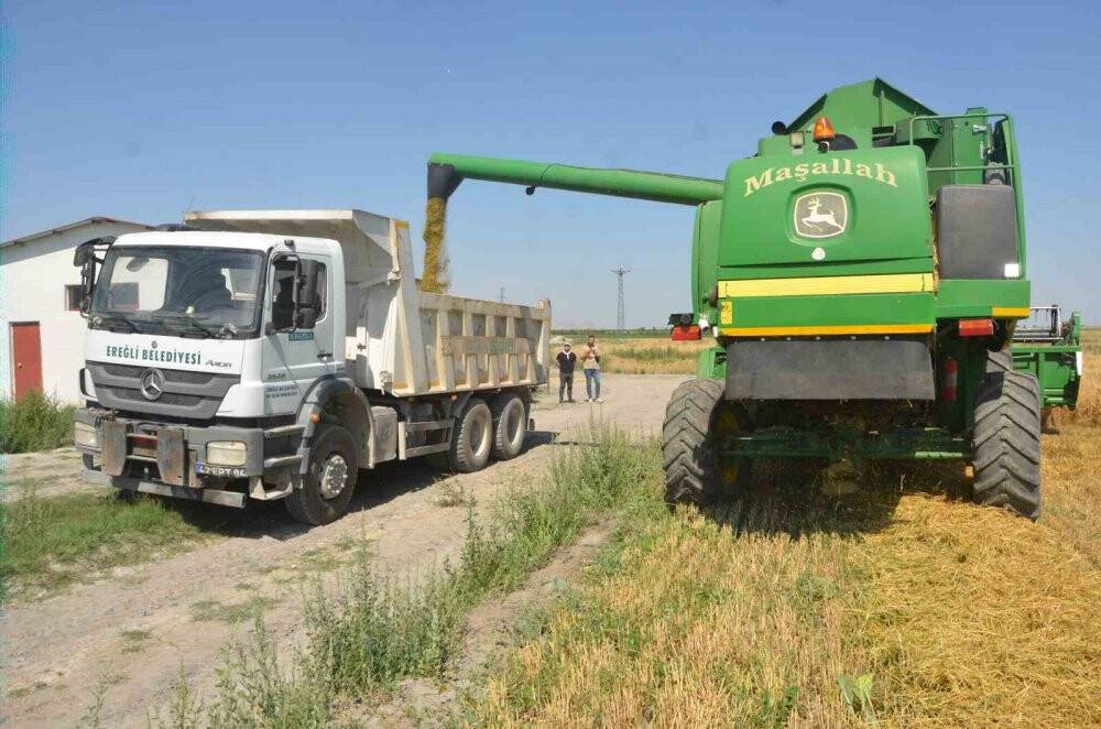 Adabağ’da yılın ilk organik tarım hasadı başladı