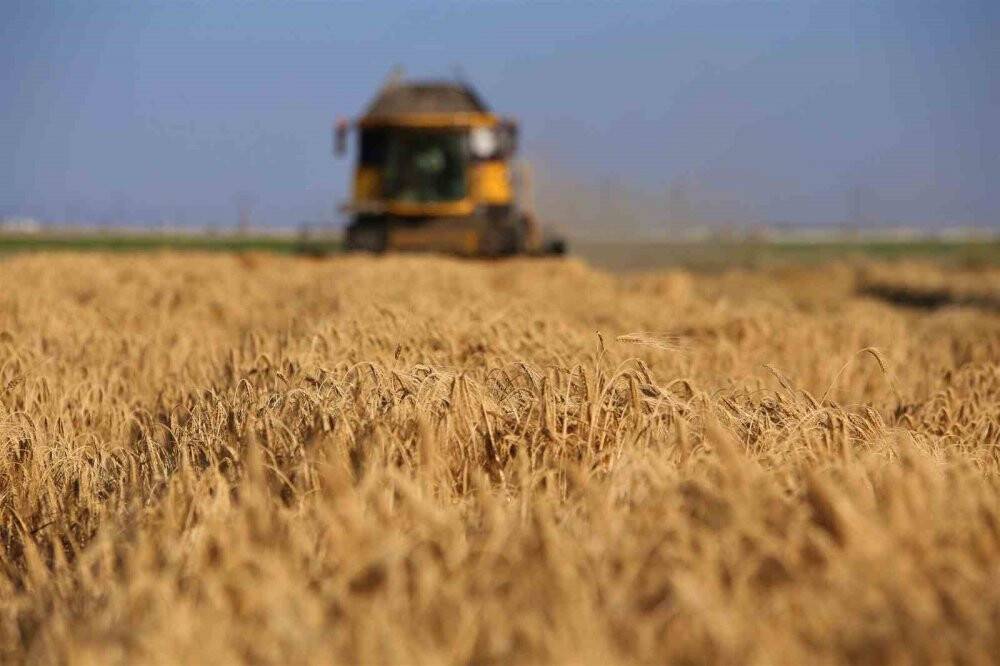 Tahıl ambarı Konya Ovasında arpa hasadı başladı: "Çiftçi verimden çok memnun"