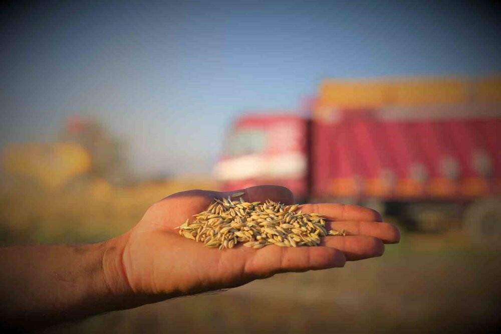Tahıl ambarı Konya Ovasında arpa hasadı başladı: "Çiftçi verimden çok memnun"