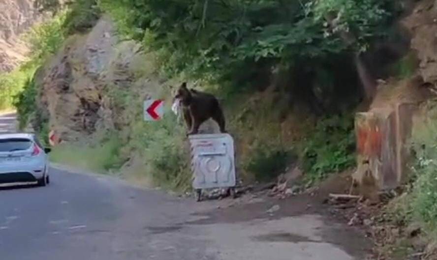 Bozayı, dağ keçisini avladı