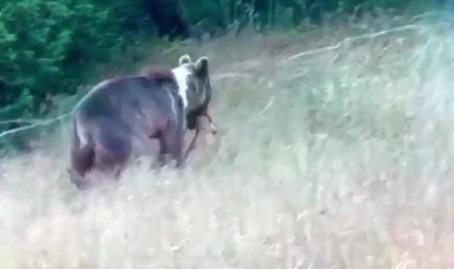 Bozayı, dağ keçisini avladı