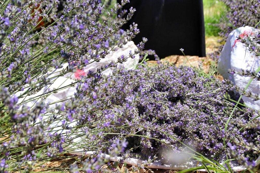 Şanlıurfa’da mor hasat başladı