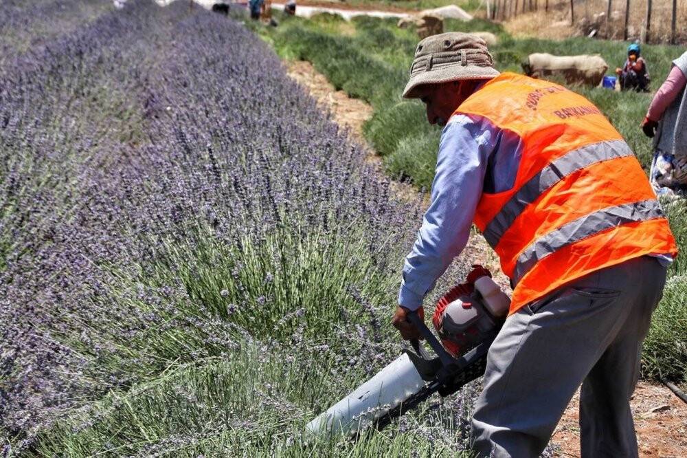 Şanlıurfa’da mor hasat başladı