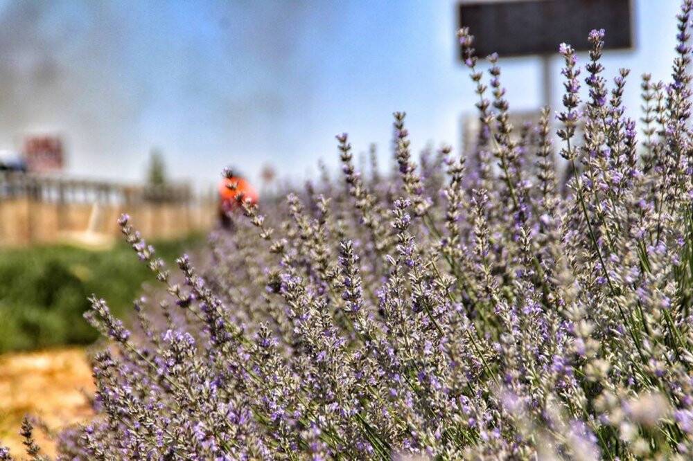 Şanlıurfa’da mor hasat başladı