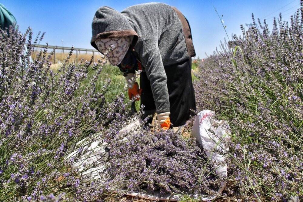 Şanlıurfa’da mor hasat başladı