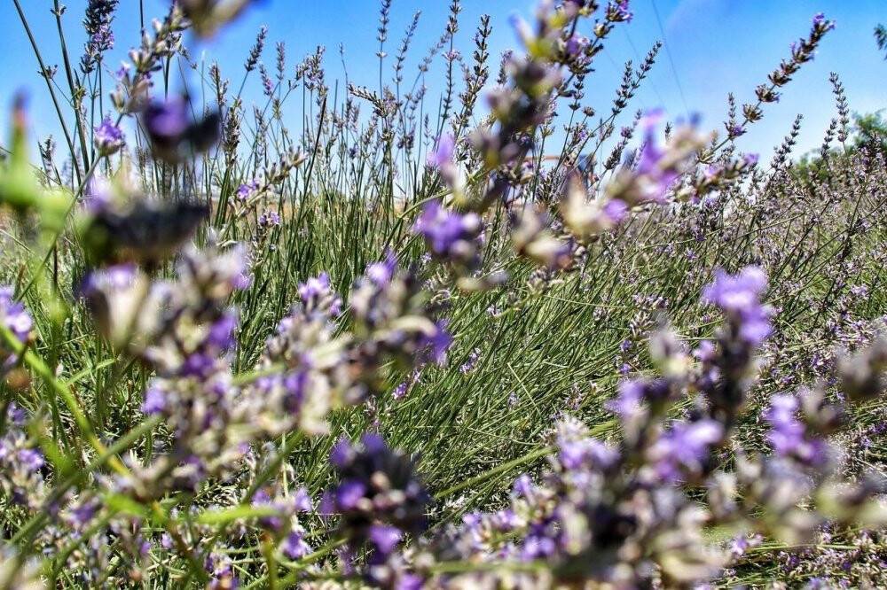 Şanlıurfa’da mor hasat başladı