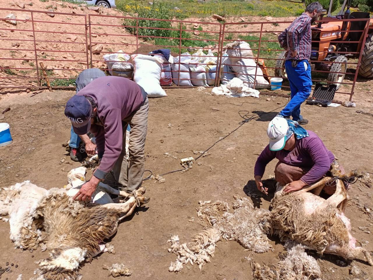 aa-20230711-31647352-31647349-konyada-besiciler-2-bin-133-rakimli-yaylada-koyunlarini-kirkiyor.jpg