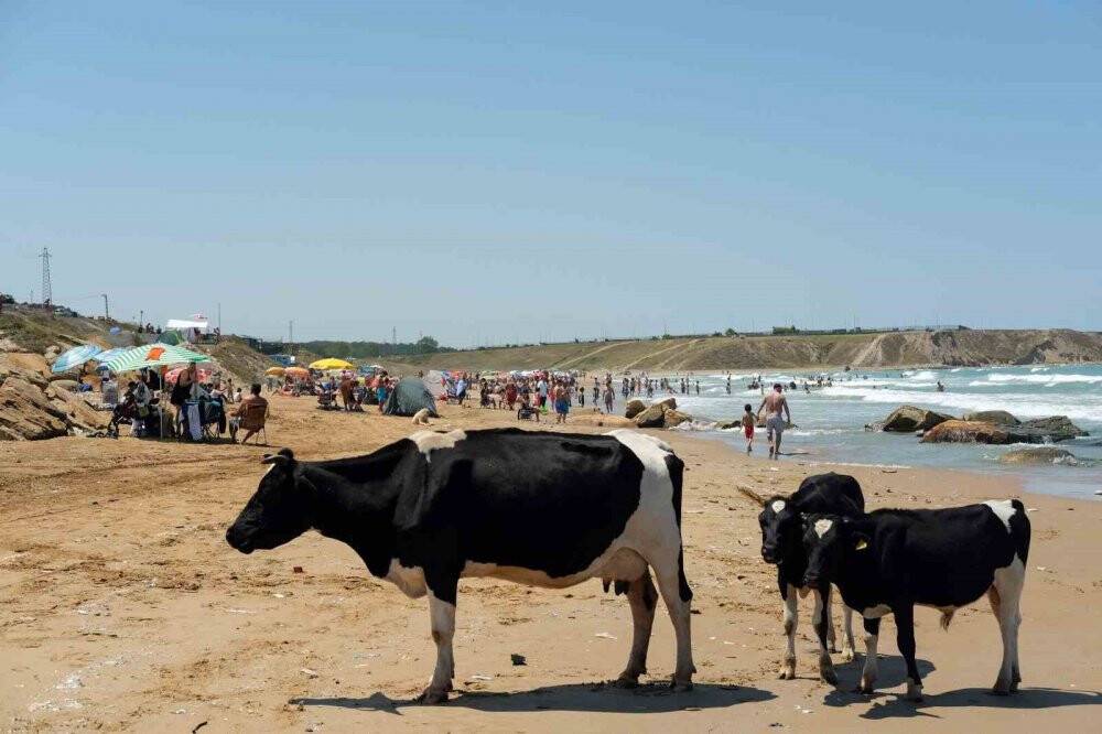 Sıcaktan bunalan inekler, vatandaşlarla aynı plajda serinledi