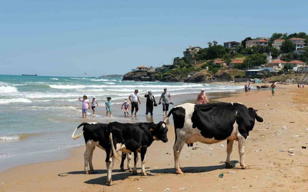 Sıcaktan bunalan inekler, vatandaşlarla aynı plajda serinledi