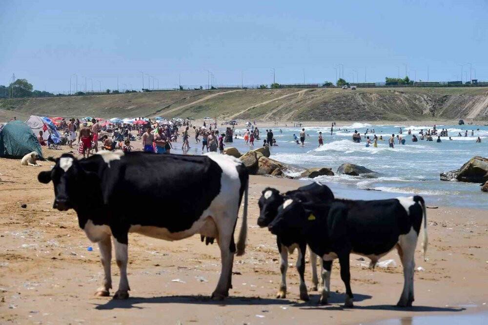 Sıcaktan bunalan inekler, vatandaşlarla aynı plajda serinledi