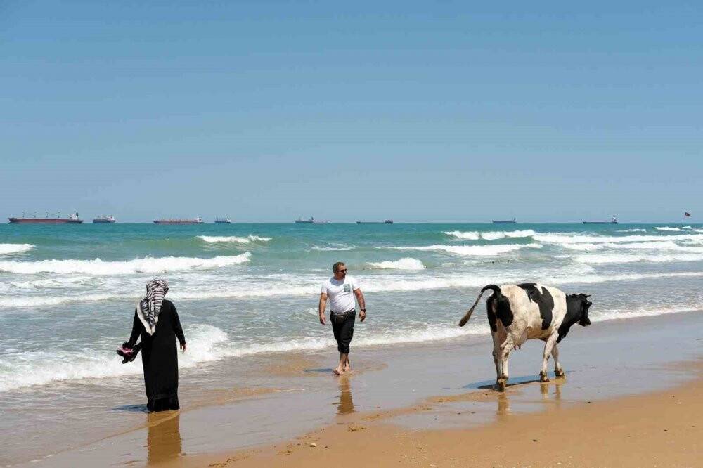 Sıcaktan bunalan inekler, vatandaşlarla aynı plajda serinledi