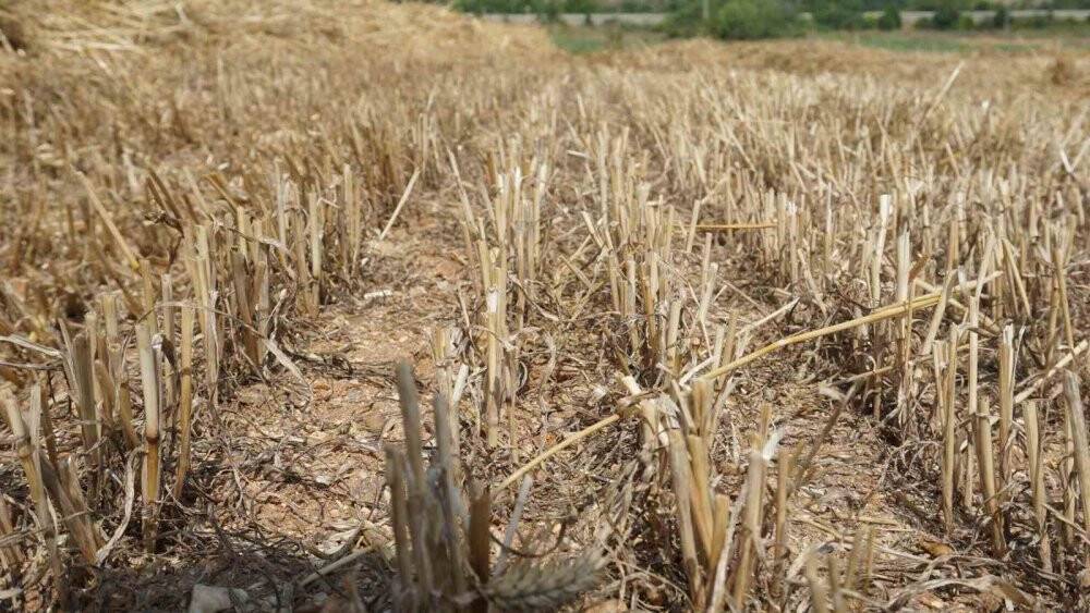 Aşırı sıcaklar hububat tarlalarında yangın riskini artırıyor