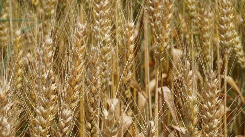 Aşırı sıcaklar hububat tarlalarında yangın riskini artırıyor