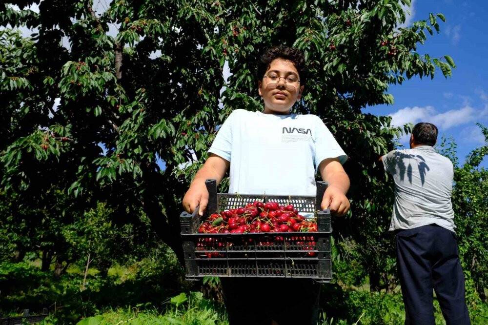 Daha önce görülmemiş kiraz rekoltesi