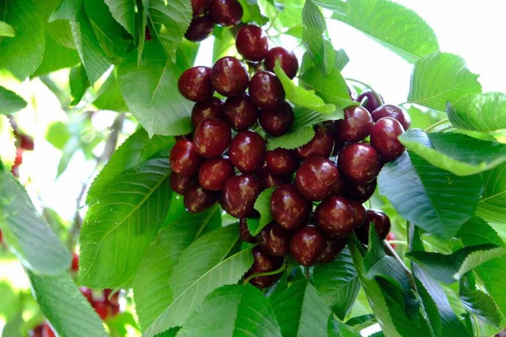 Daha önce görülmemiş kiraz rekoltesi