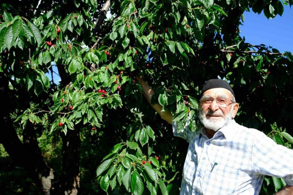 Daha önce görülmemiş kiraz rekoltesi