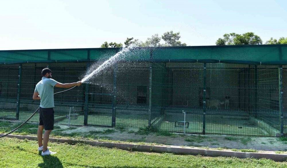 Köpekler suyla, kediler klimayla serinletiliyor
