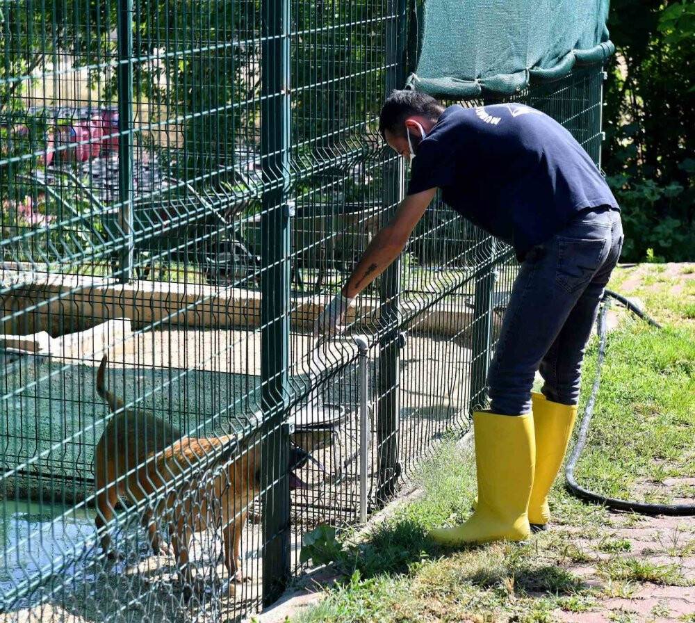 Köpekler suyla, kediler klimayla serinletiliyor